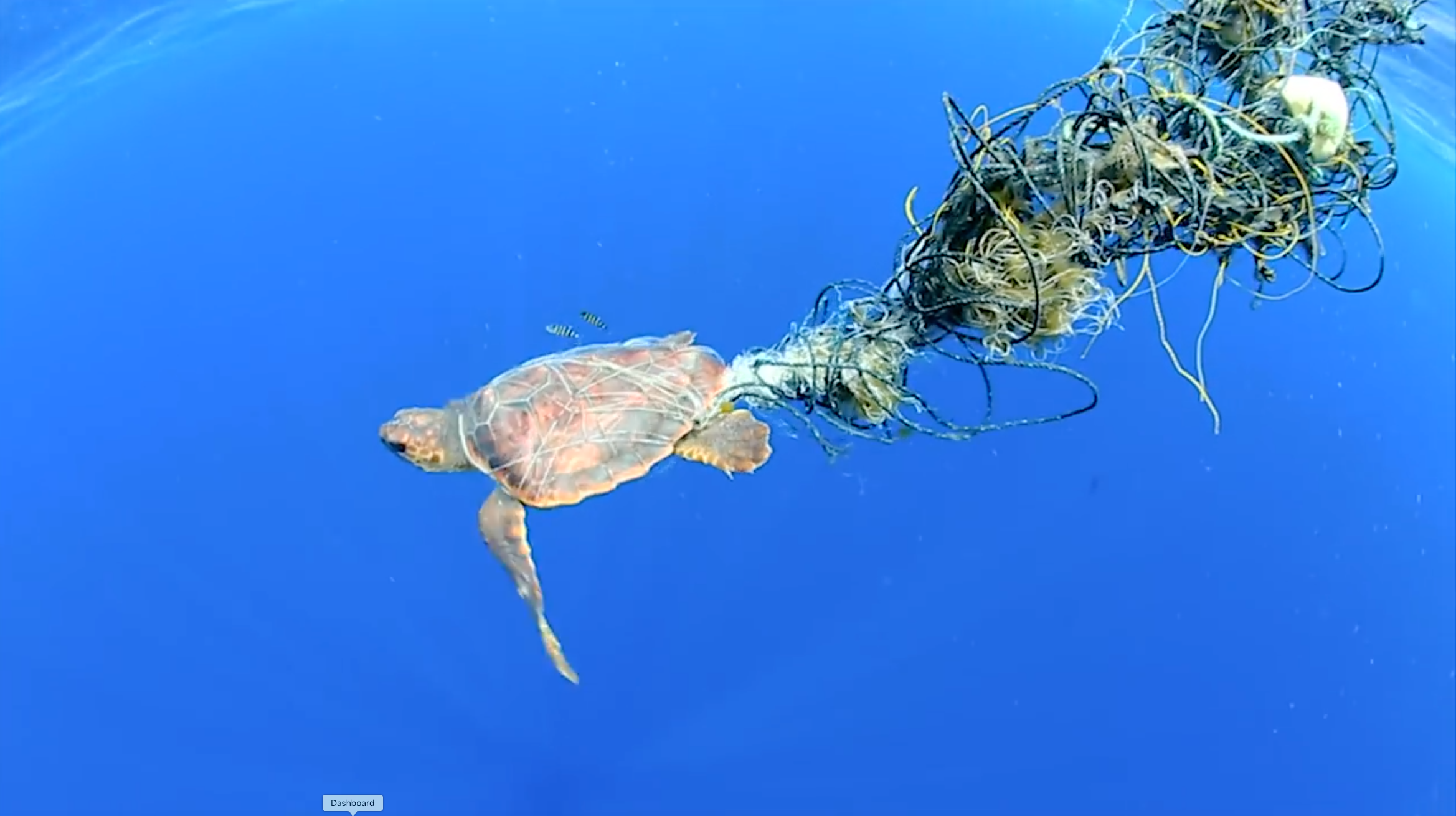 The Great Pacific Garbage Patch - News of world sports technology