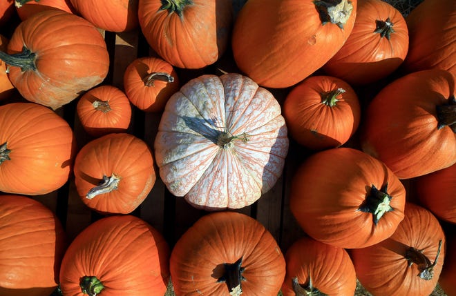 Looking for a pumpkin patch? Here are six spots to purchase pumpkins and take fall photos around Corpus Christi in 2022.