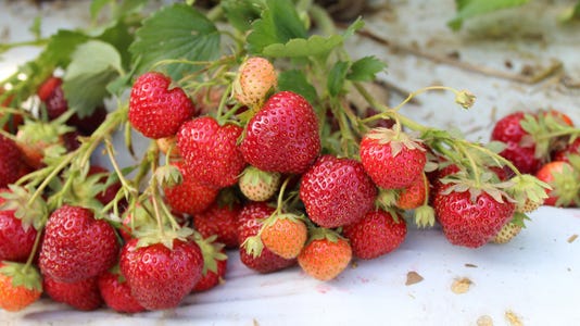 Dickens strawberries