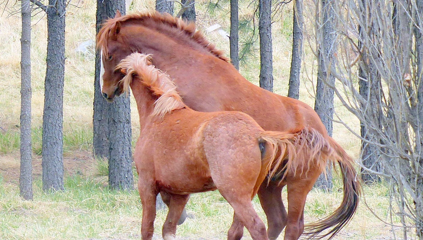 Wild horse adoption deadline extended in California round-up