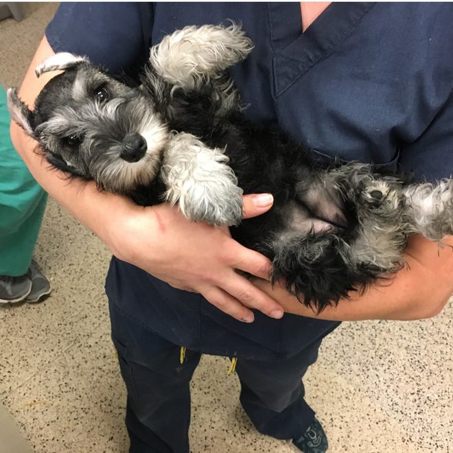 This miniature schnauzer is one of the animals seized by the SPCA Philadelphia chapter for having its ears docked without anesthesia and not by a licensed vet. The charges against the owner are filed in Lebanon County.
