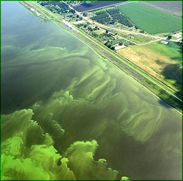 The health effects of algae blooms on the people living, working and recreating in and around the Indian River lagoon is a growing concern with good reason. Join Ocean Research and Conservation Association (ORCA) Research Scientist Dr. Beth Falls at the Oxbow Eco-Center’s Health and Nature Lecture Series on Friday, Sept. 21 at 7 p.m. as she discusses this issue and shares the work that ORCA and others are doing to better understand the relationship between algae blooms and human health locally.