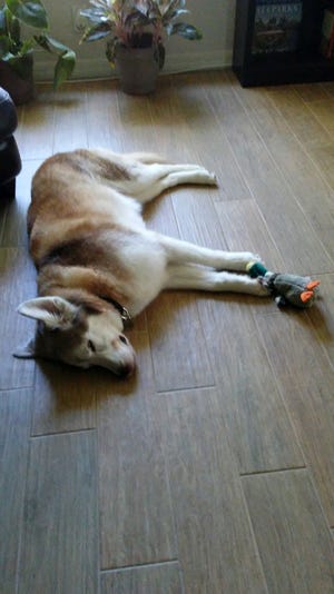 Juneau napping with his stuffed duck.