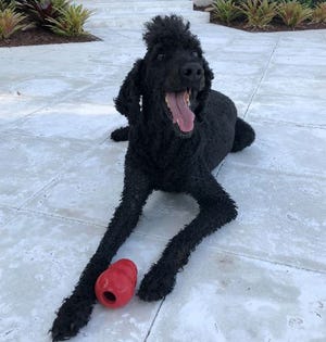 Finn, a 9-year-old standard poodle owned by Alex and Misty Aydelotte, died after getting in the St. Lucie River, possibly from toxic blue-green algae in the water.