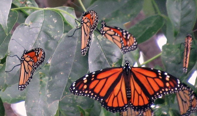 Research shows that it may take as many as five generations for monarchs to make it north out of Mexico, venturing as far as southern Canada, before returning and flying back south of the border for the winter.