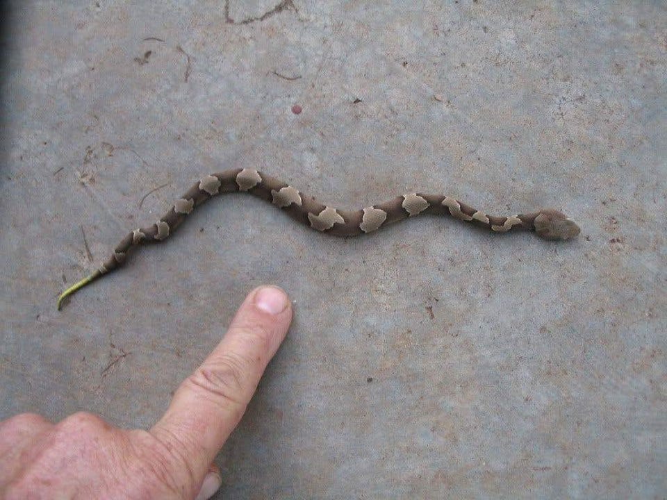 Copperhead Snake Disguised As Stick Startles Wilson Creek Park Ranger