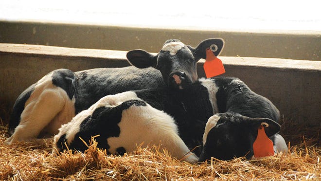 Caffeine can be a way to give calves a boost of energy.