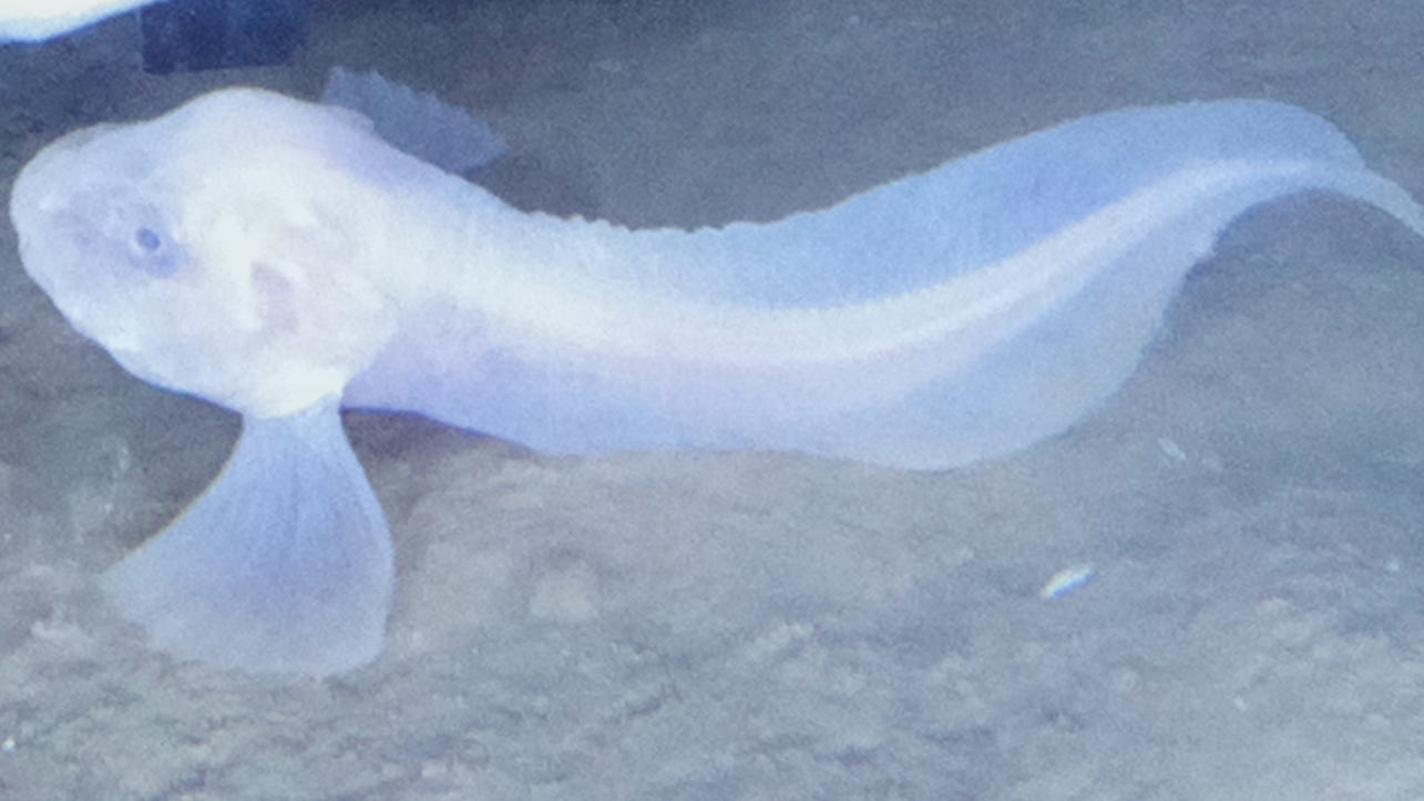 Three new fish species discovered by scientists deep in Pacific Ocean