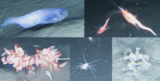 An image of the new species of Atacama snailfish.
