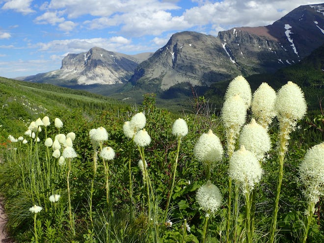 Beargrass, a member of the lily family, is an icon in Glacier National Park.