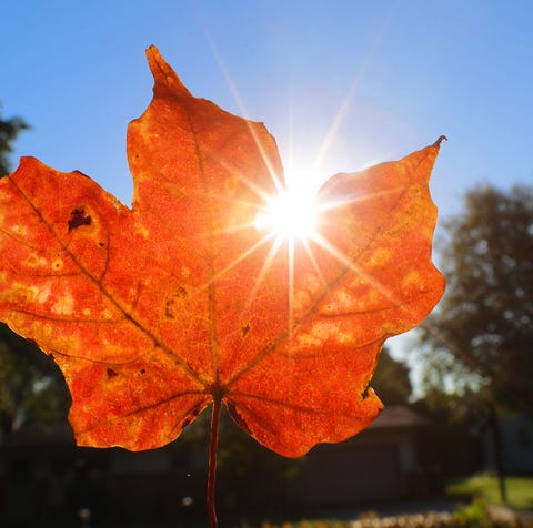 A fall colored leaf on Wednesday, September 12,...