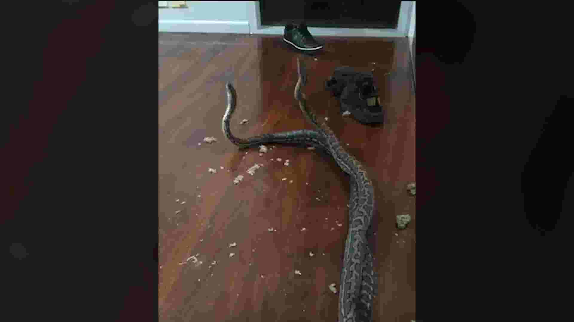 Pair of fighting snakes fall through family's bedroom ceiling