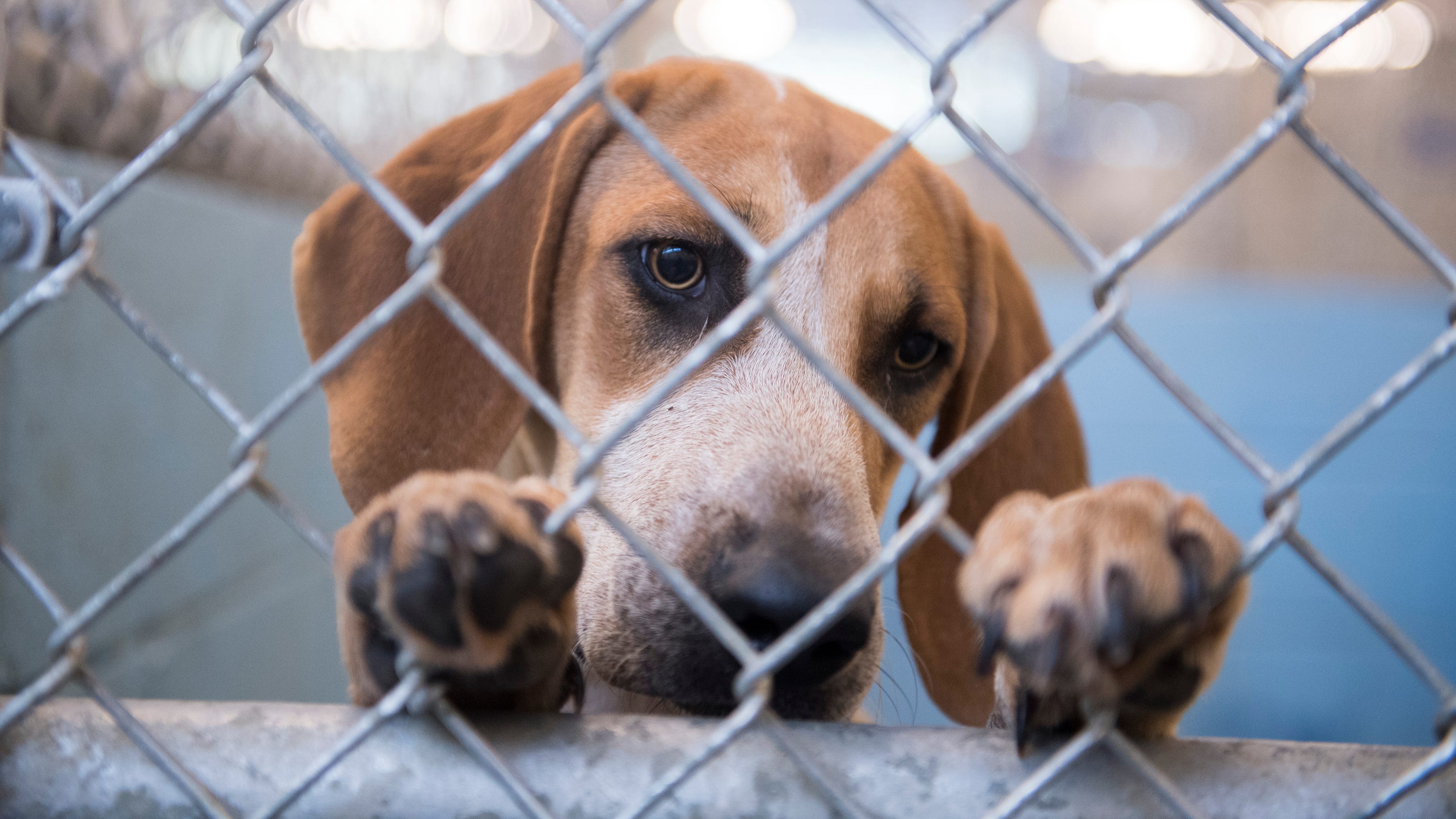 local-animal-shelters-need-your-help