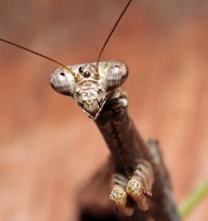 Mating is a dangerous activity for the praying mantis.