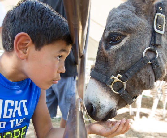 Southern New Mexico State Fair Five Attractions To Visit