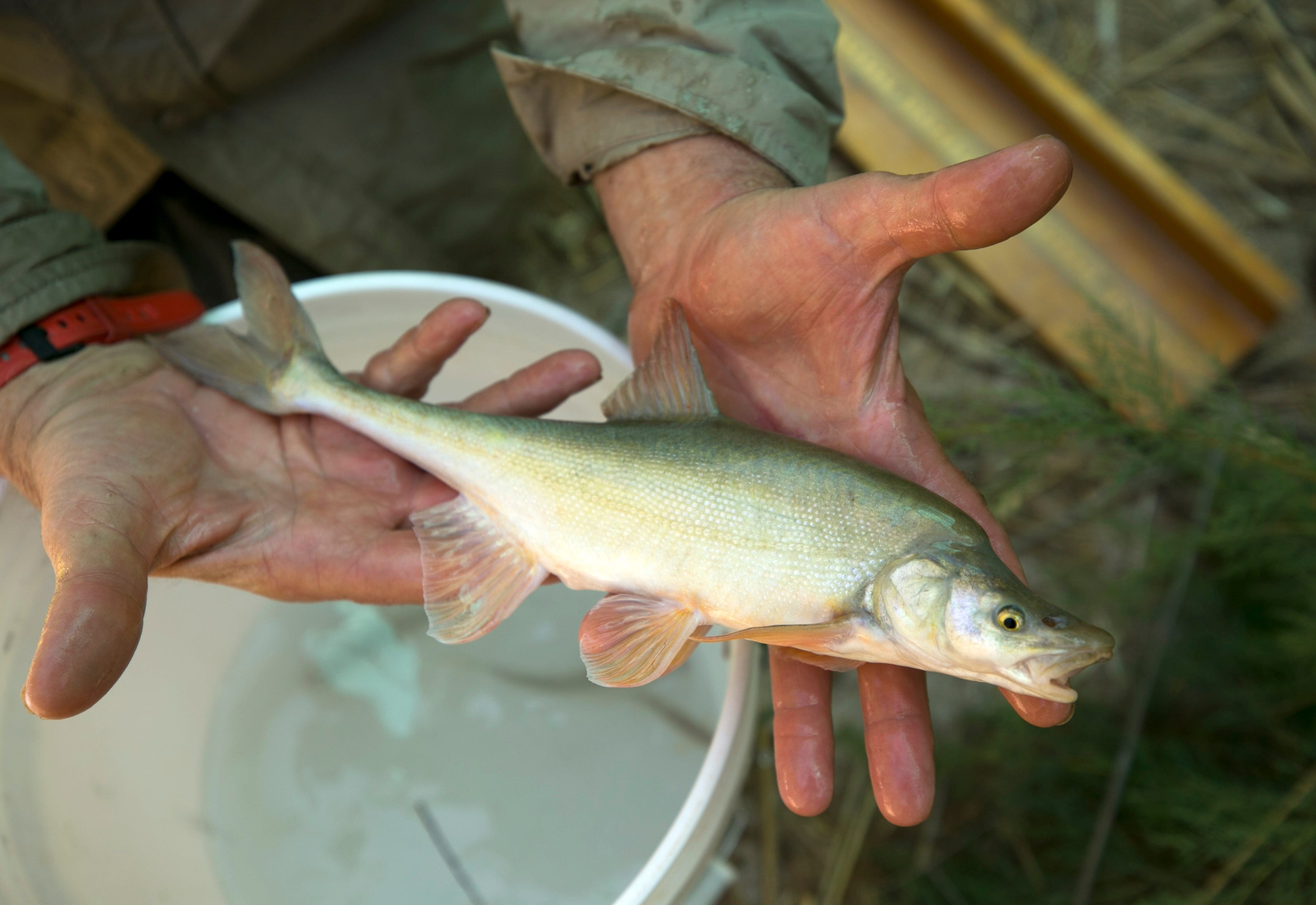 A humpback chub is ready to be released back into the waters of the Little Colorado River near the confluence of the Colorado River in Grand Canyon National Park. Randy Van Haverbeke of U.S. Fish and Wildlife was catching, tagging, and measuring native fish in the Little Colorado River, including the endangered chub.