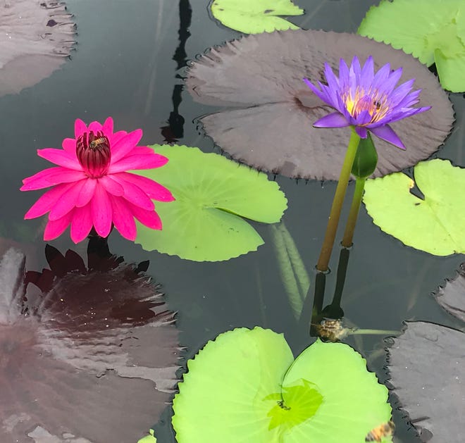 Beautiful blooms are on display at the International Waterlily Collection in San Angelo, where Lilyfest will take place Sept. 15.