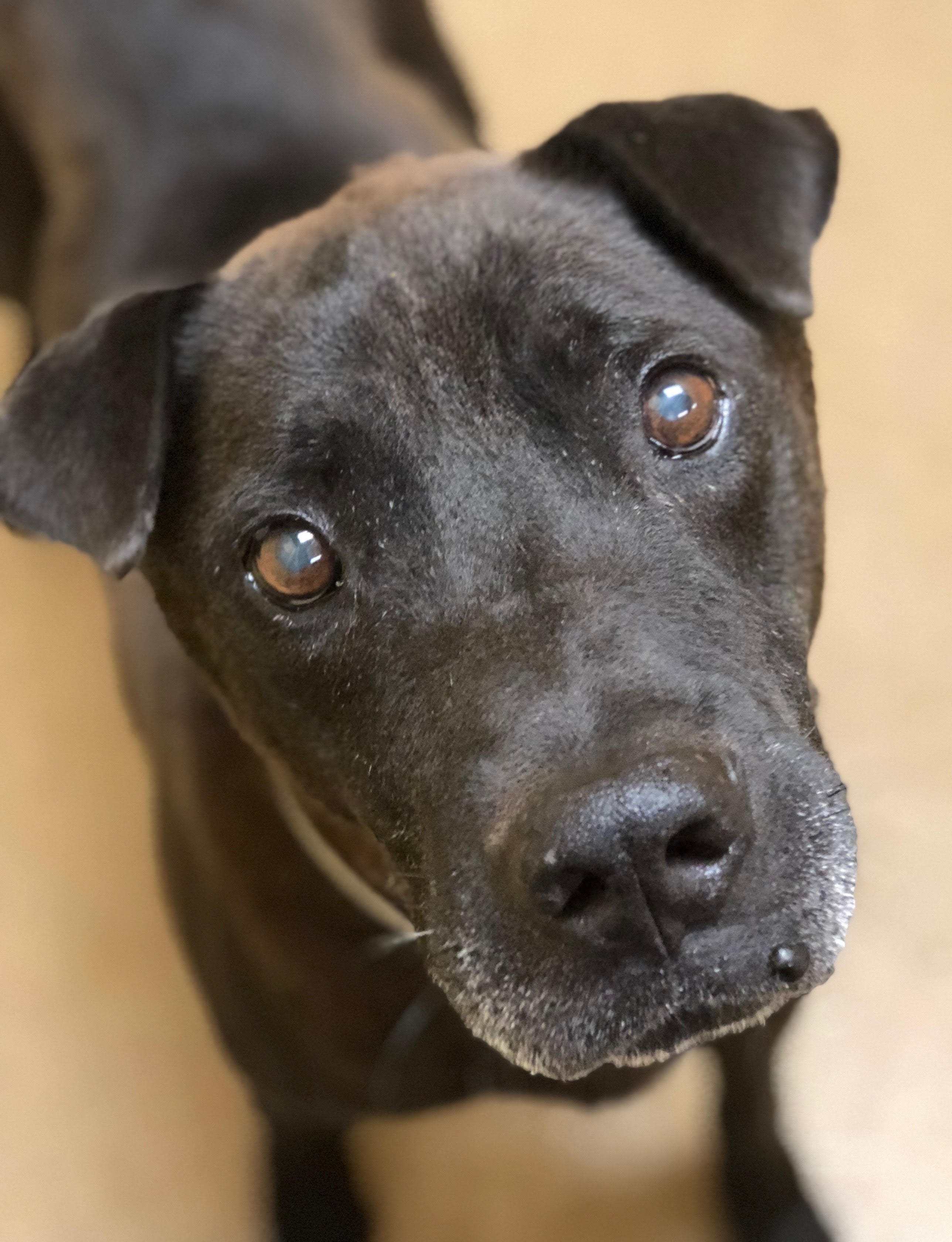 Hurricane Florence Sends Dogs In Need Of Homes To Monmouth County Spca
