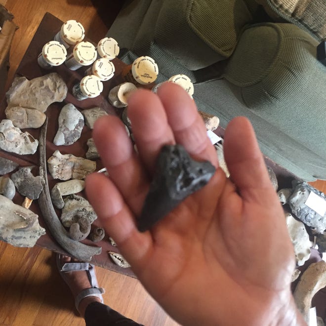 Ecotour guide Meriwether Payne holds a small, fossilized megalodon tooth at her home in Locustville, Virginia, on Sept. 13.