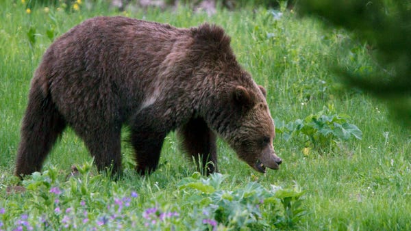 Authorities are searching for a grizzly bear...