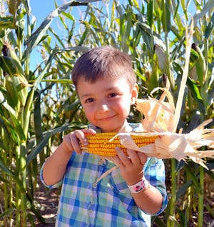 The Mesilla Valley Corn Maze officially opens for the fall season on Sept. 28, 2019.