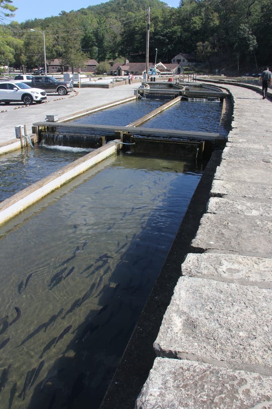 Roaring River Hatchery gets major makeover; trout fishing will go on