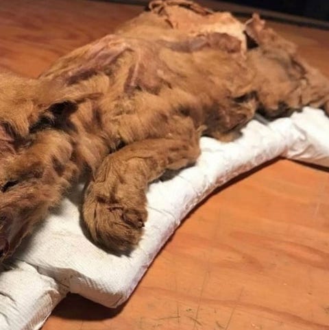 A mummified wolf pup discovered at a gold mine...