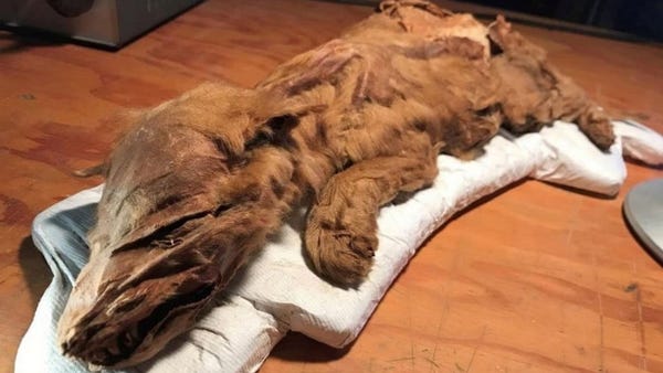 A mummified wolf pup discovered at a gold mine...