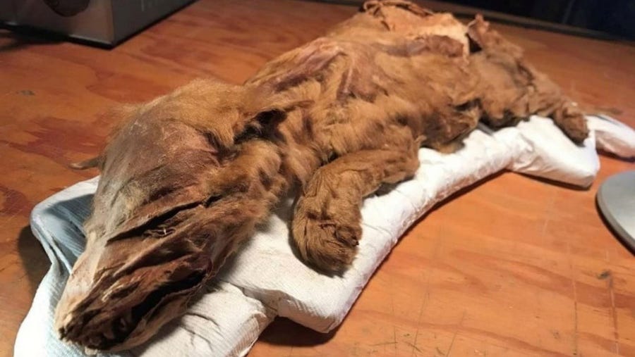 A mummified wolf pup discovered at a gold mine was found complete, with head, tails, paws, skin and hair, Canadian officials announced at an unveiling in Dawson City, Canada.