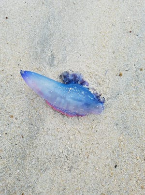 A Portuguese man o' war was found on the beach on the Virginia side of Assateague Island after strong winds from Hurricane Florence washed it ashore.