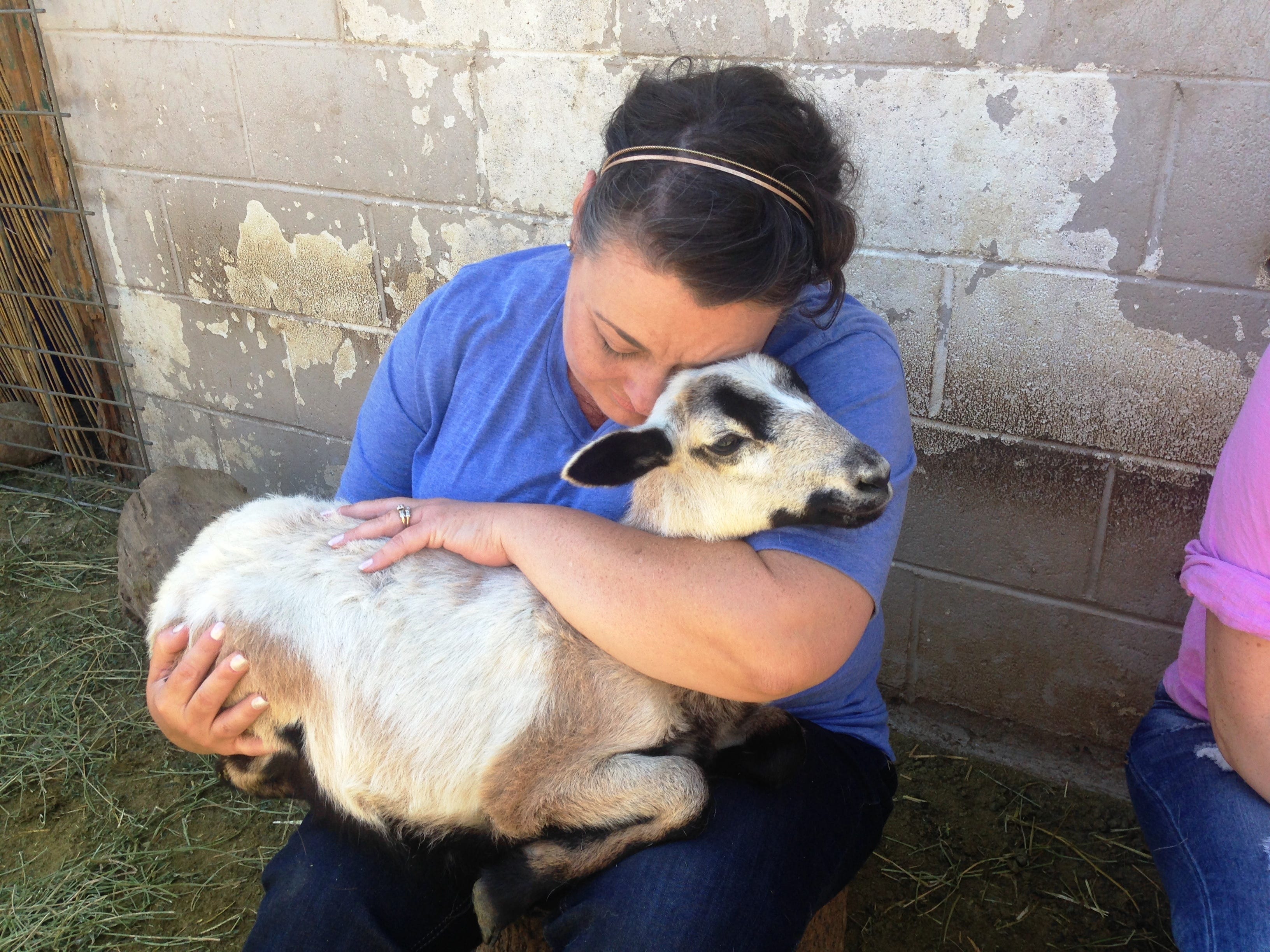 Sheep saved from slaughter now therapy animals in Moorpark Sheep saved from slaughter now therapy animals in Moorpark