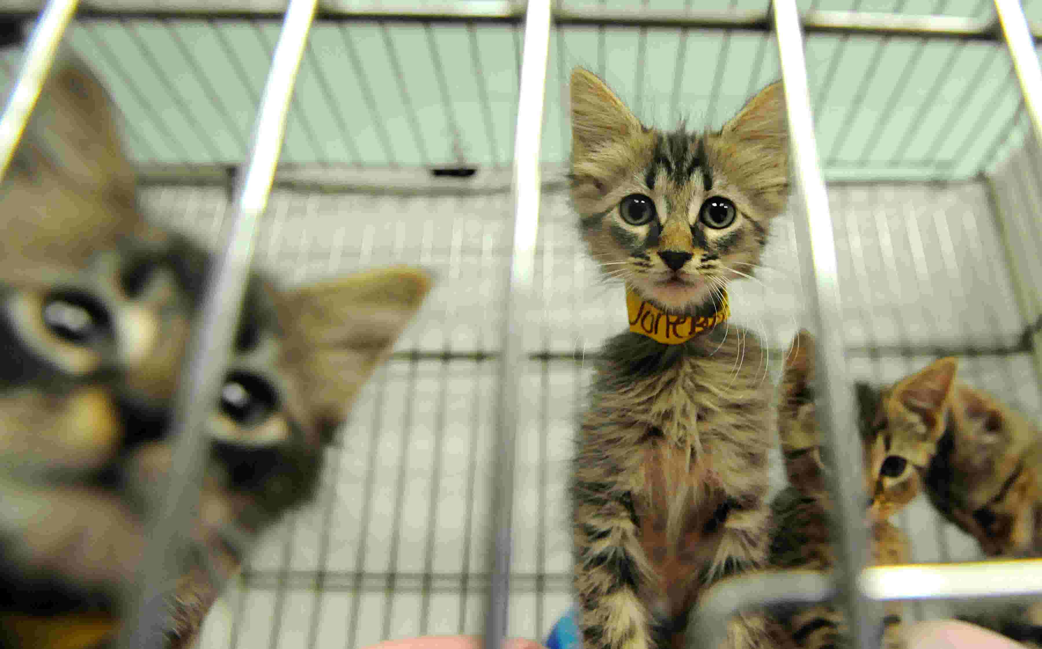 WATCH: Scenes from the South Jersey Regional Animal Shelter