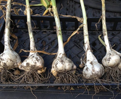 Top 10+ When can I plant garlic 4 September is the ideal time to plant garlic: Follow these 6 steps