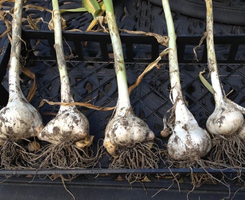 September is the ideal time to plant garlic: Follow these 6 steps