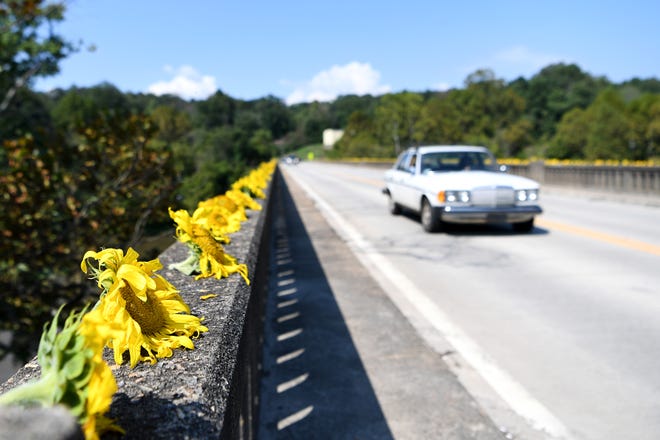 Hundreds of sunflowers decorated the sides of the Craggy Bridge in Woodfin on Sept. 19, 2018. The flowers came from the organic farm in the Olivette community and were placed to simply spread joy and community. 