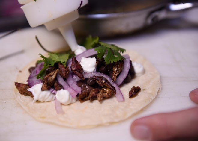 Chef Drakopoulous squeeze out house made sour cream on a roasted grasshoppers taco with wild mushrooms, black beans and cilantro.