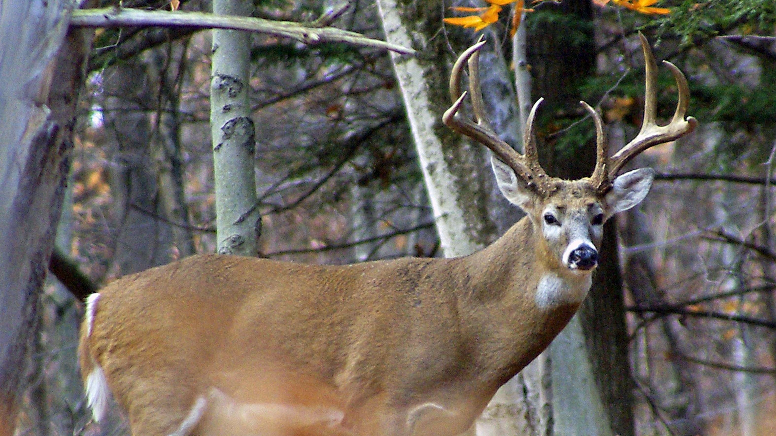 New York deer harvest increased 12 in 2018