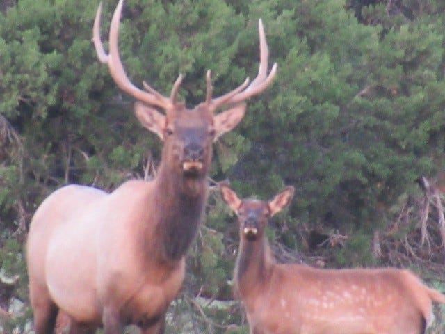 Bull elk hangs out with his offspring near Ruidoso