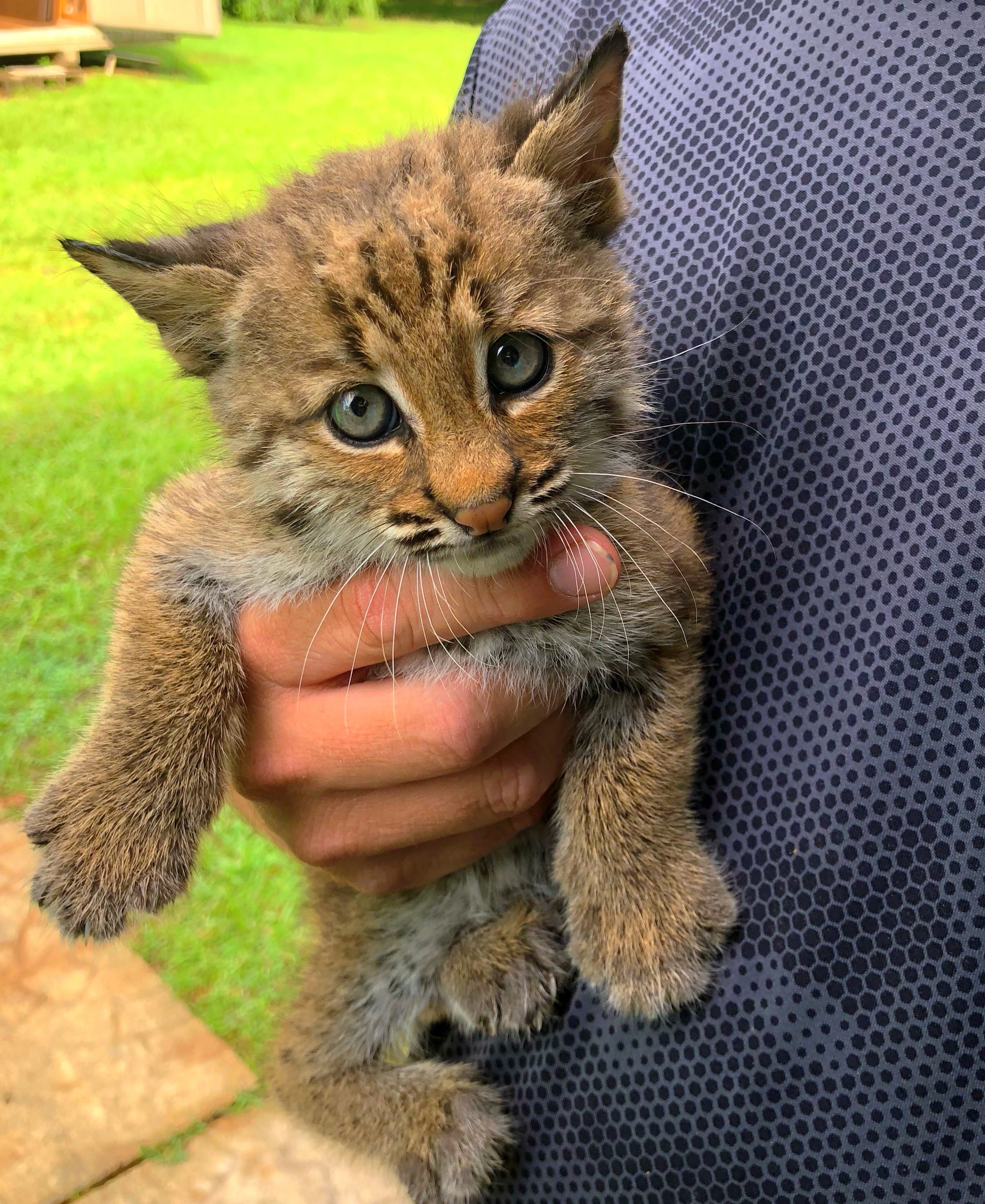 baby bobcat images