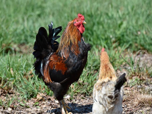 11 quirky chicken facts to cluck about at the next cocktail party