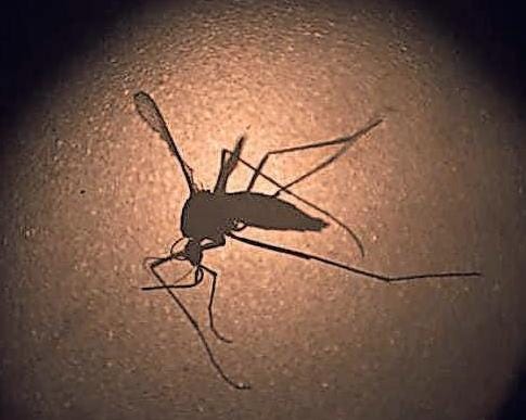 One case of West Nile Virus has been confirmed in Leon County.