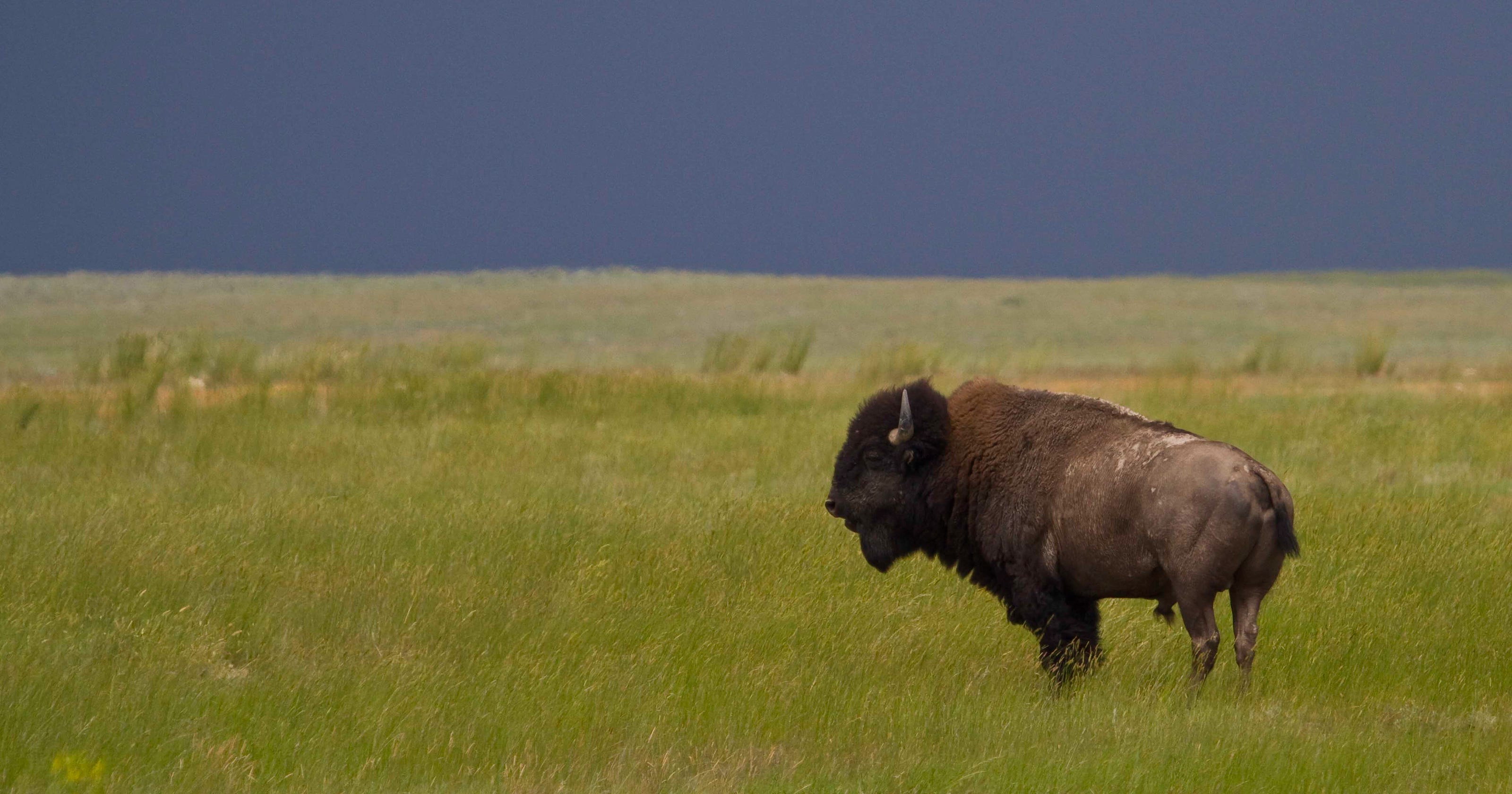 Blackfeet the return of bison to Montana reservation