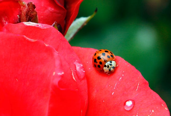In this May 26, 2010 file photo, a Coccinellidae, more commonly known as a ladybug or ladybird beetle, rests on the petals of a rose in Portland, Ore. A study estimates a 14 percent decline in ladybugs in the United States and Canada from 1987 to 2006.