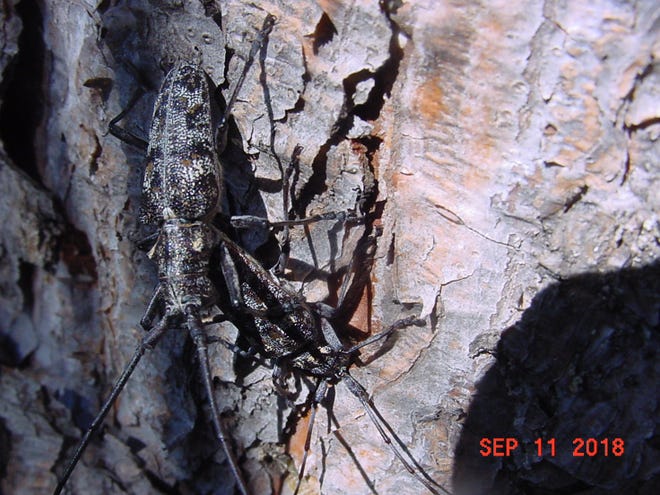 Pine sawyer beetle hiding in plain sight on bark of an Austrian pine tree in Albuquerque.