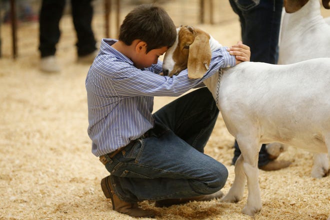 Kids from the El Paso and Las Cruces area took part in the El Paso County Livestock Show being held at the El Paso County Coliseum. The livestock show will run through Saturday evening.