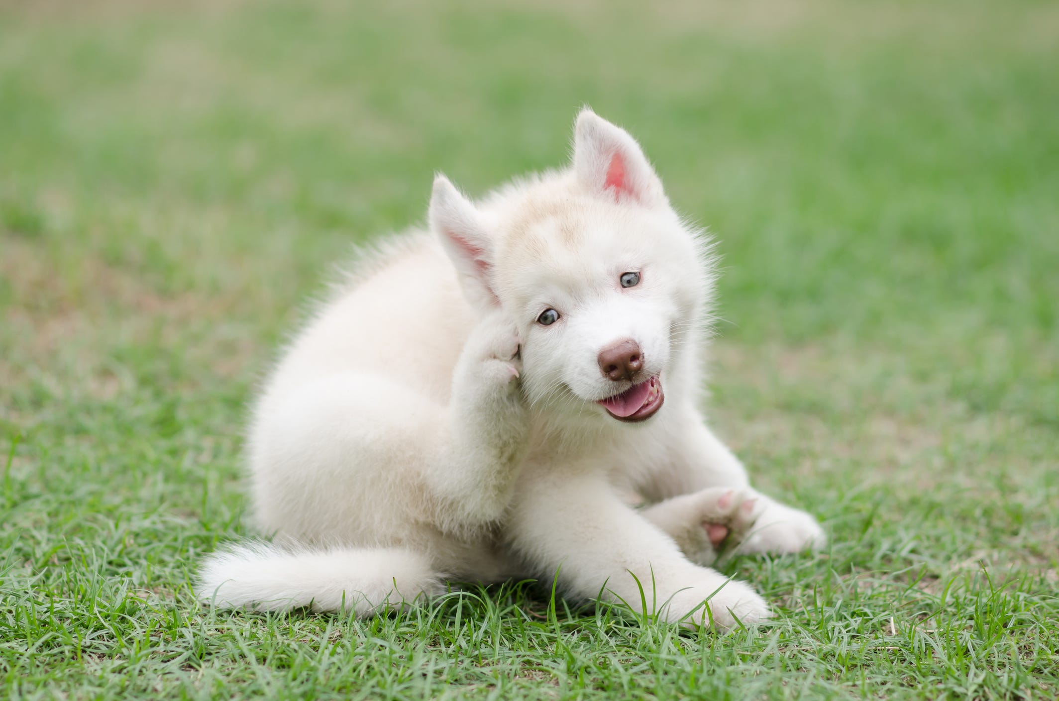 best flea treatment for huskies