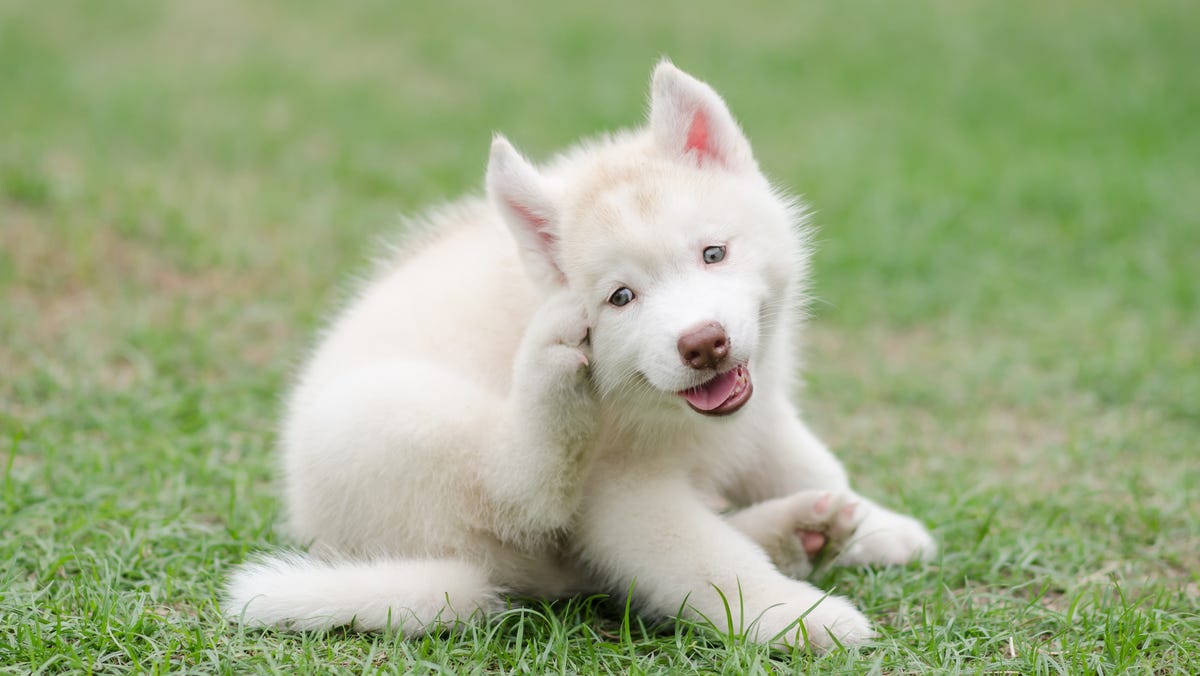 Certain Flea Tick Drugs May Increase Pets Seizure Risk Fda Says