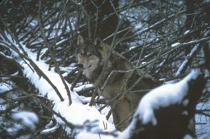 More wolves to be introduced before winter.