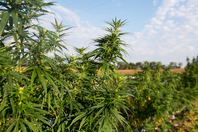 Hemp grows in rows on a 4-acre plot of land in Henderson County Sept. 18, 2018. As of early September Greenman Gardens had 7,600 plants in the ground with more in the greenhouses.