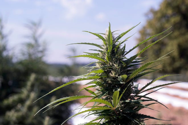Hemps grows on a 4-acre plot of land in Henderson County. Shown is the of the cola, main flower of the cannabis plant, with hairs of stigma and trichomes.